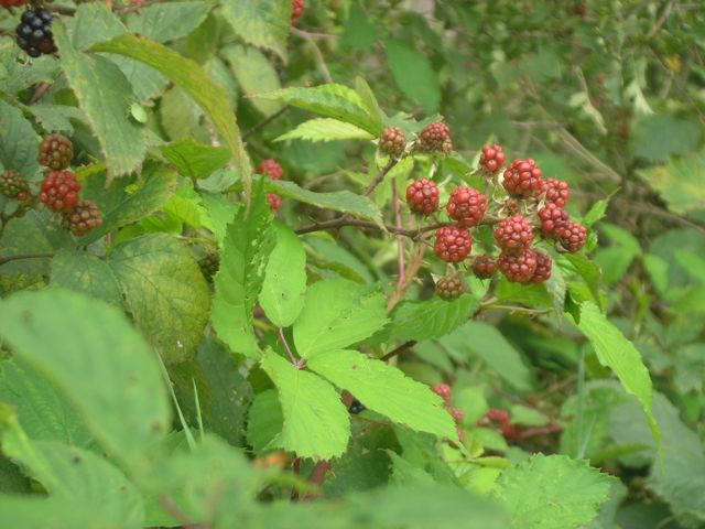 P8101782.JPG