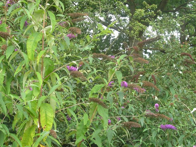 P8101786.JPG