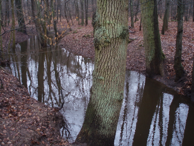 bosbeek1