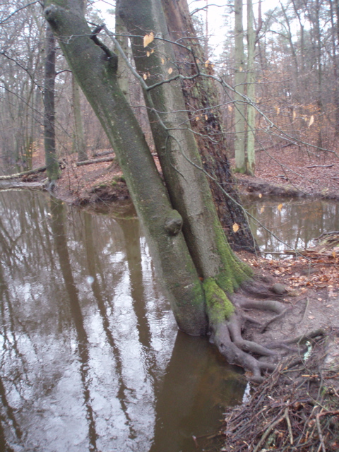bosbeek2