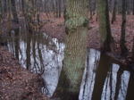 bosbeek1