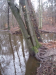 bosbeek2
