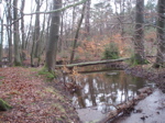 bosbeek4