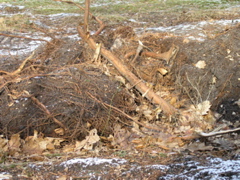 P3120153.JPG