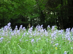 P5210067.JPG