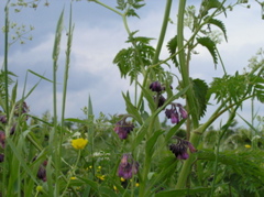 P5210087.JPG