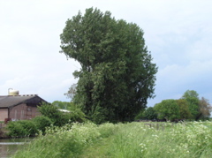 P5210091.JPG