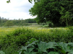 P5210045.JPG