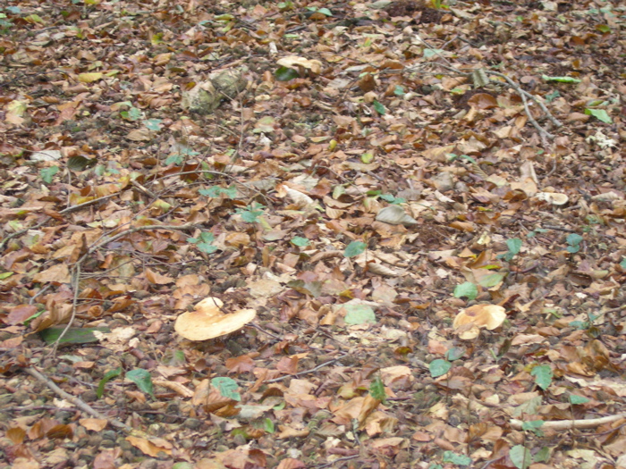 PA090121.JPG