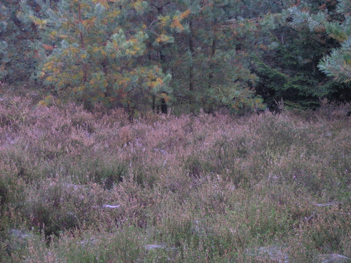 PA090131.JPG