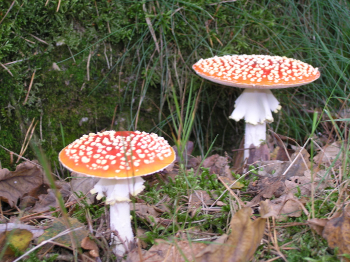 PA090133.JPG
