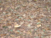 PA090121.JPG