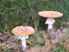 PA090133.JPG