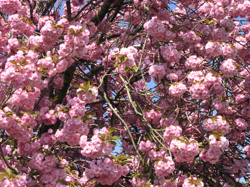 P4150161.JPG