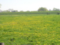P4150106.JPG