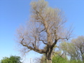 P4150107.JPG
