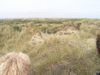 P9100017.JPG